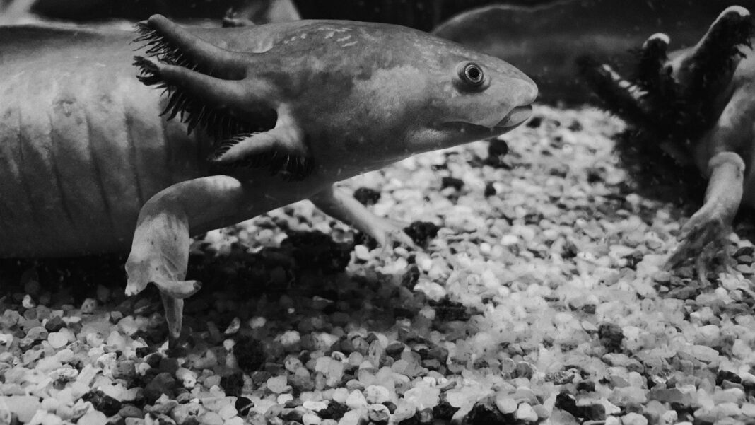 The Fascinating World of Mudpuppies: An In-Depth Look