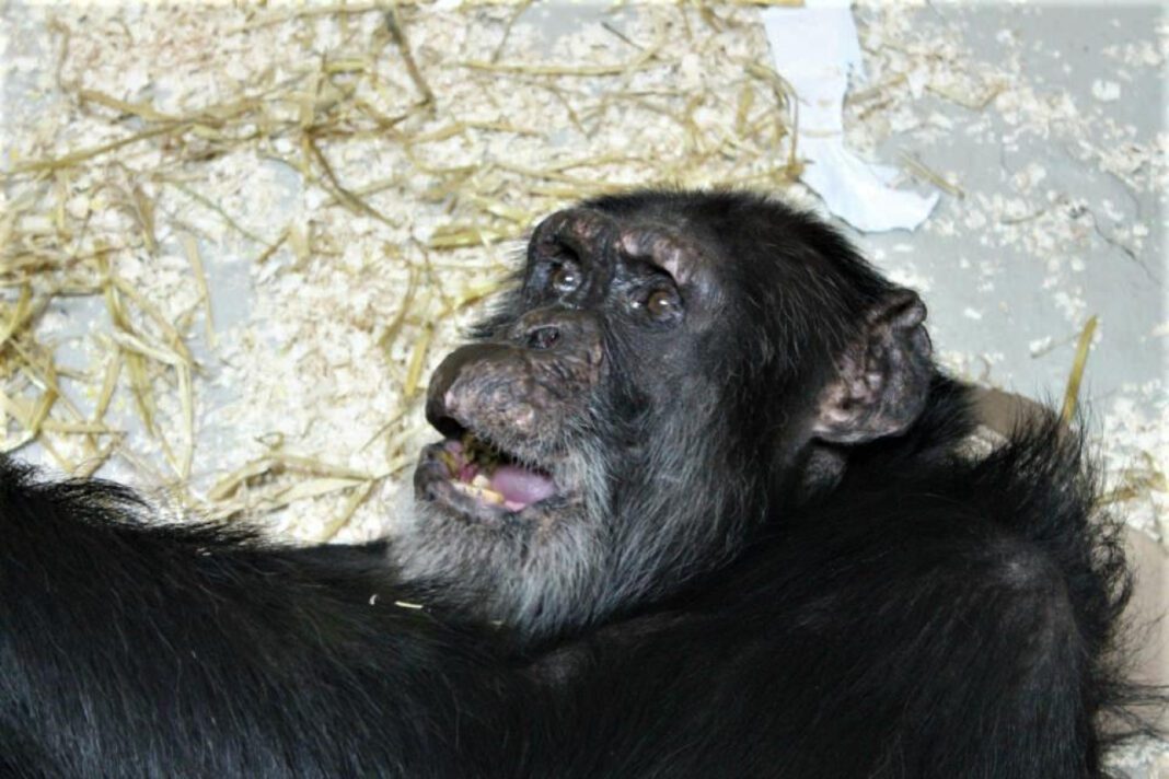 The Life of Travis the Chimp’s Owner