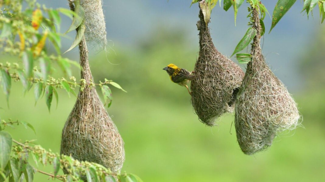 The Twisted Tale of Ward Weaver III: A Shocking Biography