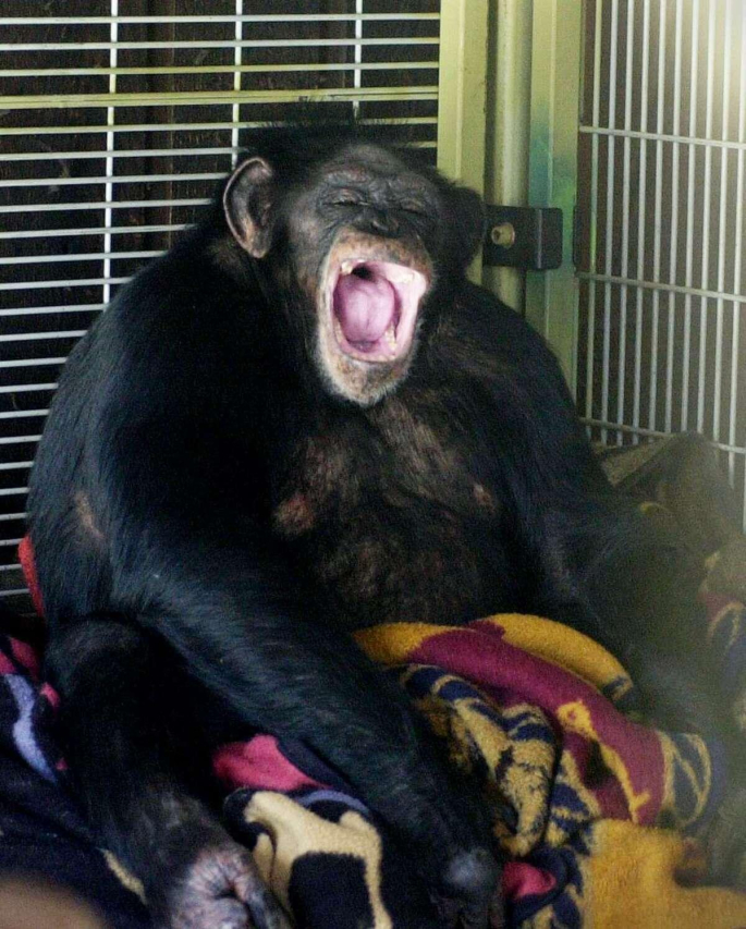 Travis the Chimp: The Face-Ripping Incident