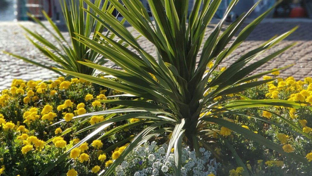 Klara Pölzl: The Life of Hitler’s Mother