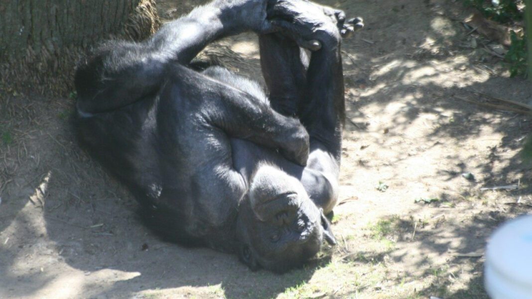 Tragic Tale: Chimpanzee Rips Woman’s Face