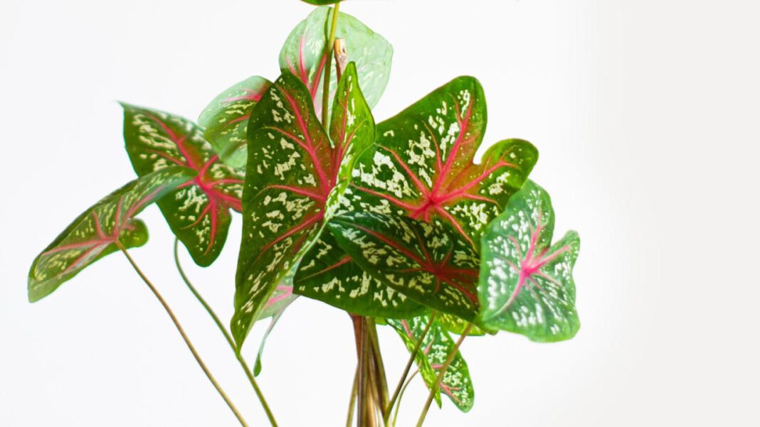 Carolyn Warmus Today: 2021 Update on Her Life