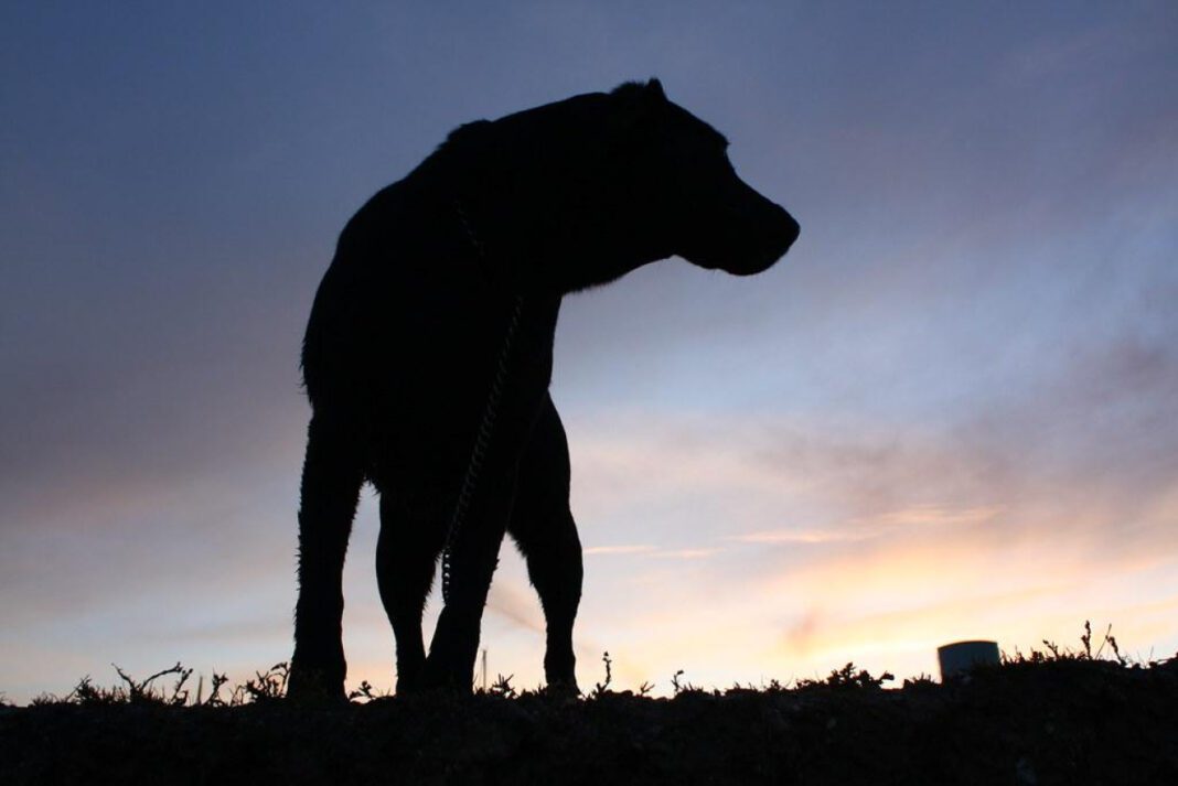The Legend of Black Shuck: England’s Mysterious Phantom Hound