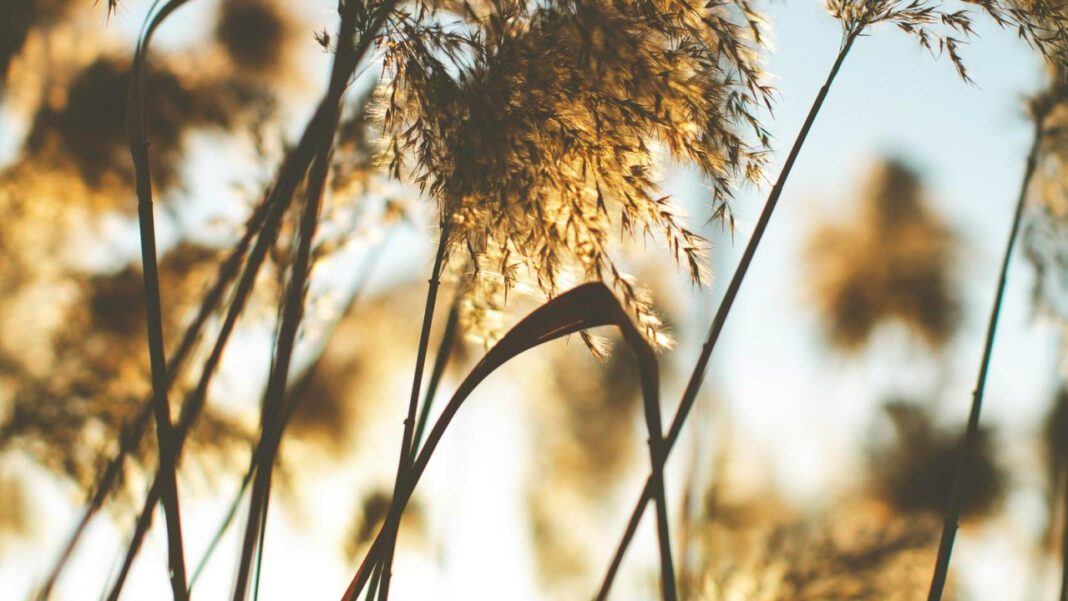 Meet Caroline Reed Robertson: A Rising Star in 2022