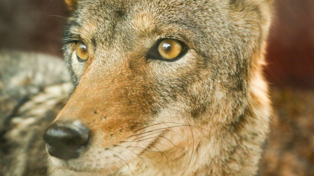 Discover the Creepiest Animals on Earth