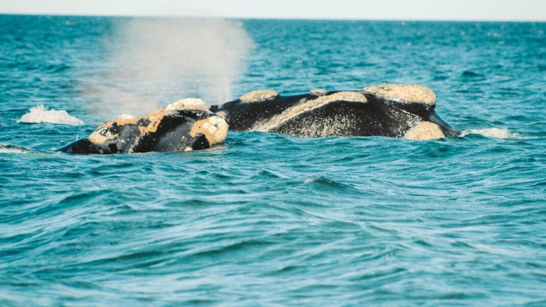 Meet the Inspiring Down Syndrome Whale: A True Story