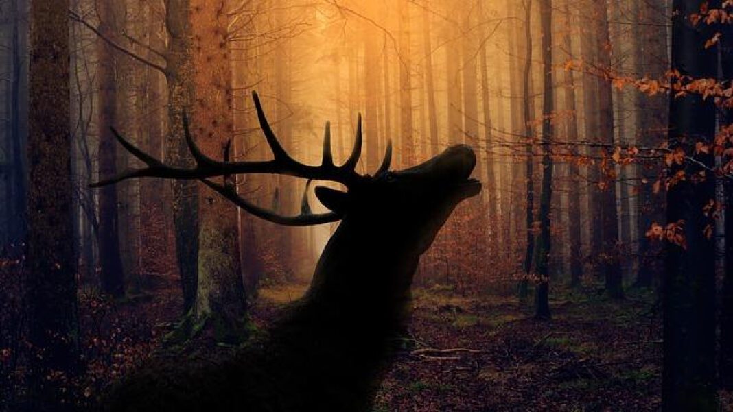 Owen Hart: The Year of His Tragic Death