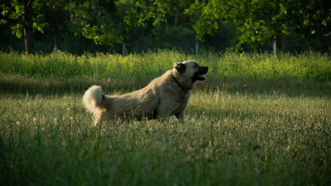 The Untold Journey of Sara Reeveley: A Story of Hope and Redemption