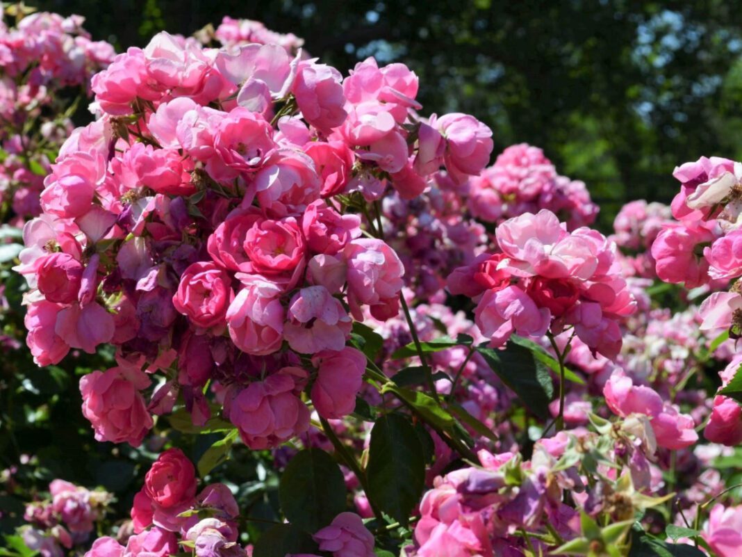 The Inspiring Journey of Anjelah O: Overcoming Adversity with Grace