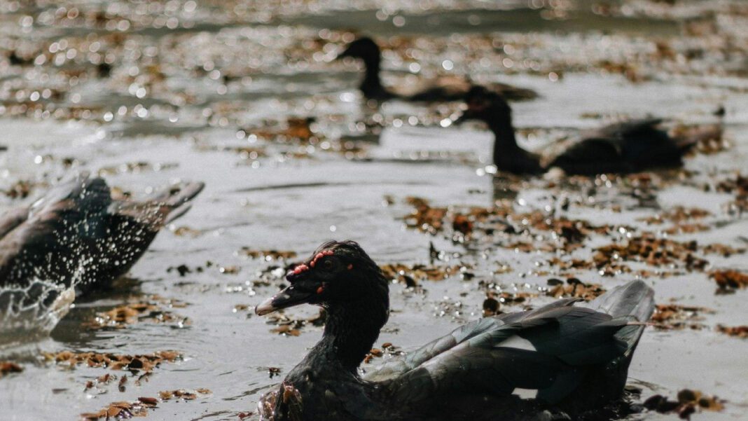 Lindsay Navarro: The Timeless Beauty at 40