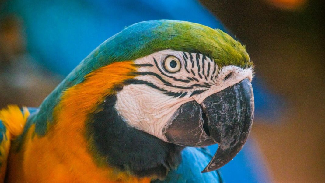 Yolanda Saldívar: Current Age and Updates