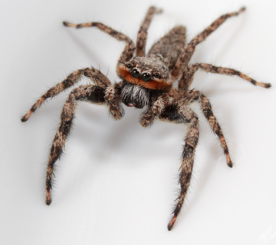 The Incredible Size of Camel Spiders