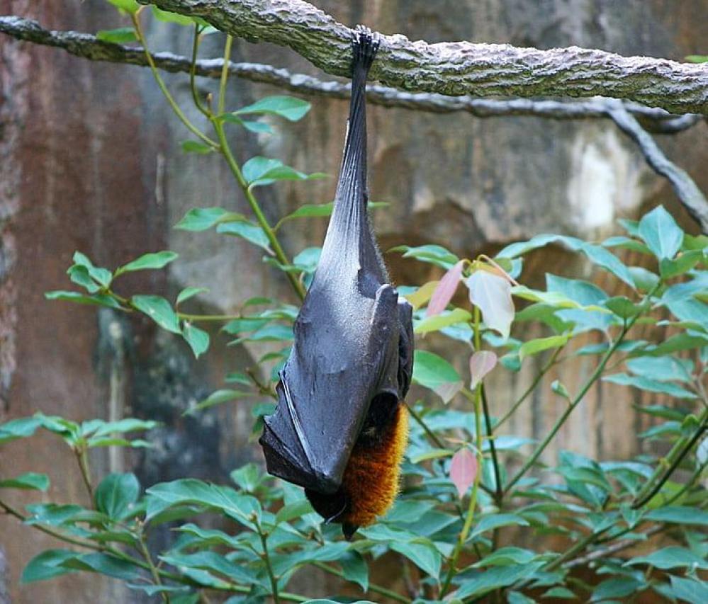 Giant Bat: Record-Breaking Size