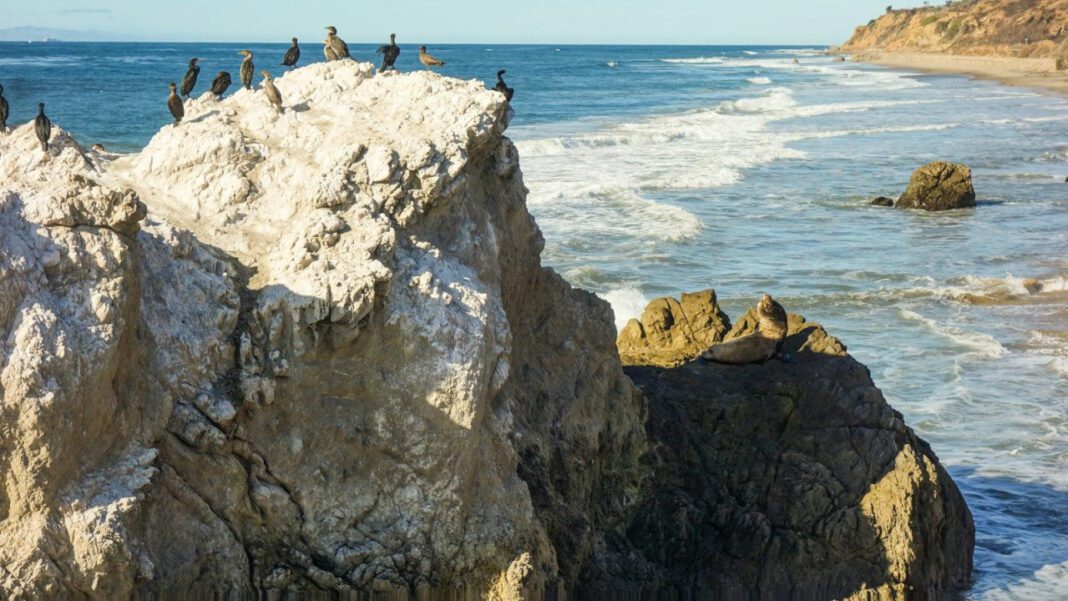 The Heartwarming Love Story of Leo Terrell’s Wife