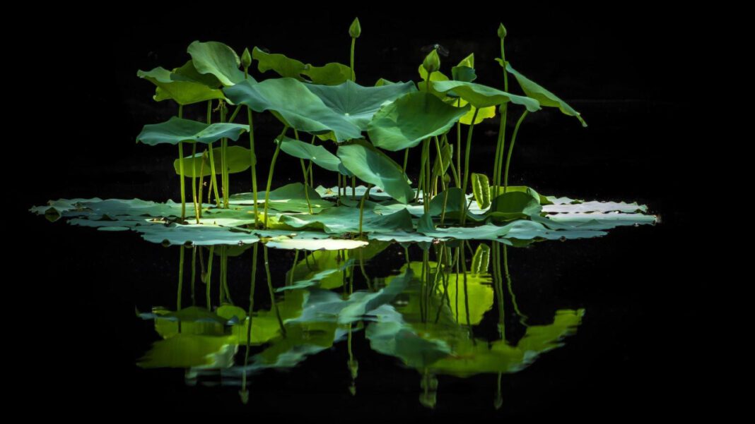 Noemie Lili: A Tale of Triumph and Inspiration