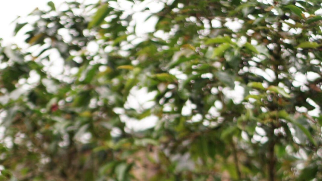 The Untold Story of Lisa Hogan: Uncovering Her Wikipedia Page