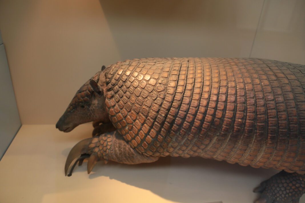 The Giant Armadillo: Prehistoric Facts and Discoveries