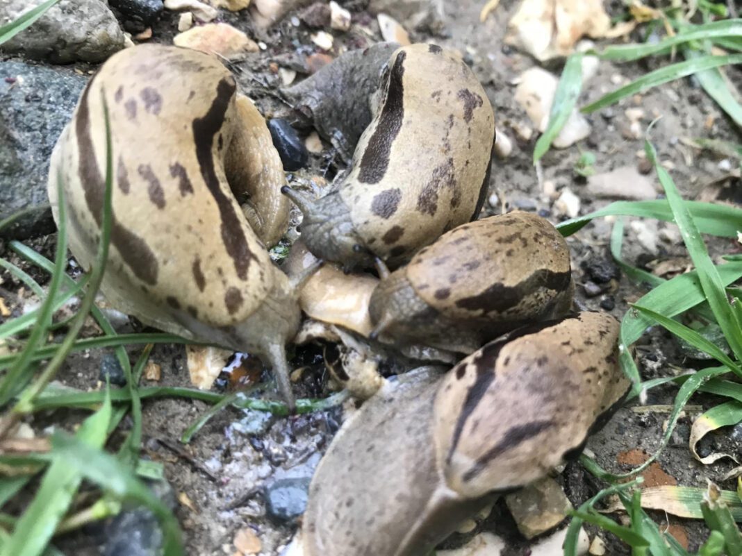 The Savage Truth about Cannibal Animals: A Comprehensive Guide