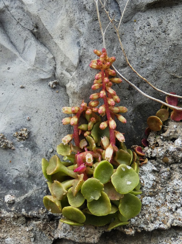 The Beauty of Venus de Fleur: A Romantic Artistic Masterpiece
