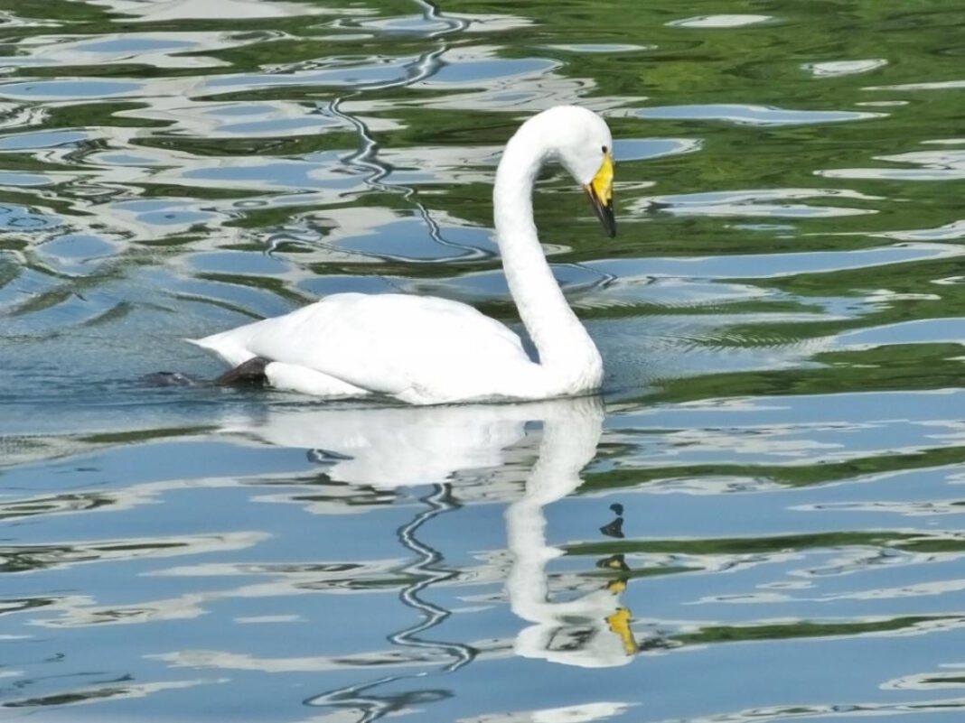 Clayton Swan: The Enigmatic Artist of Love and Emotion