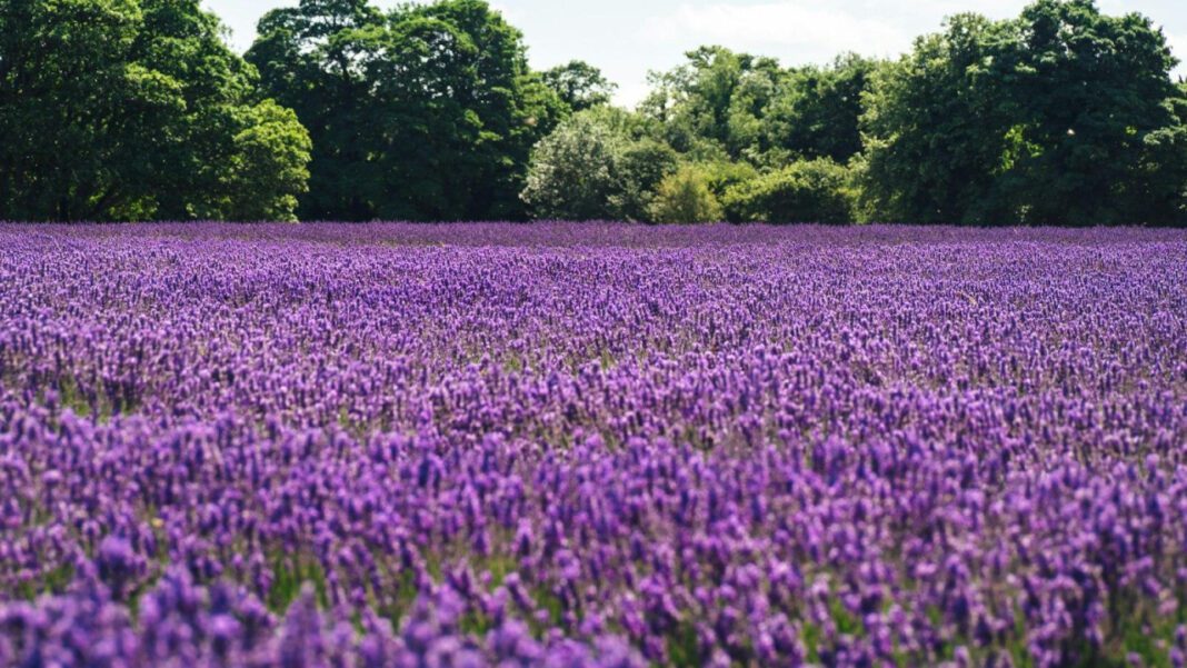 Stunning Lavender Bridesmaid Dresses: Unravel the Irresistible Charm!