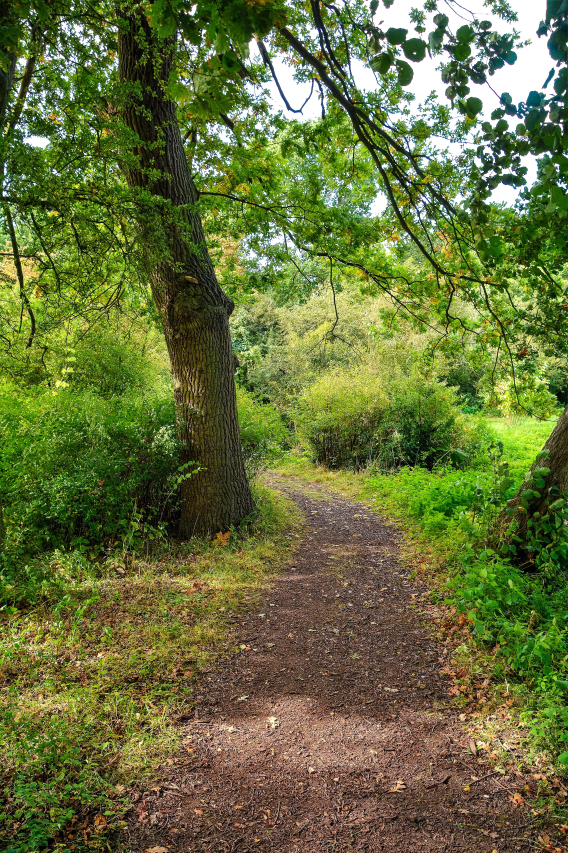 Exploring the Enchanting Wooded Kingdom Moons: A Masterpiece of Natural Wonders