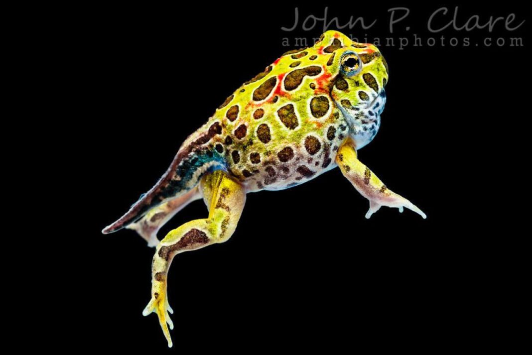 The Enigmatic Horned Frog: Exploring its Origins and Characteristics