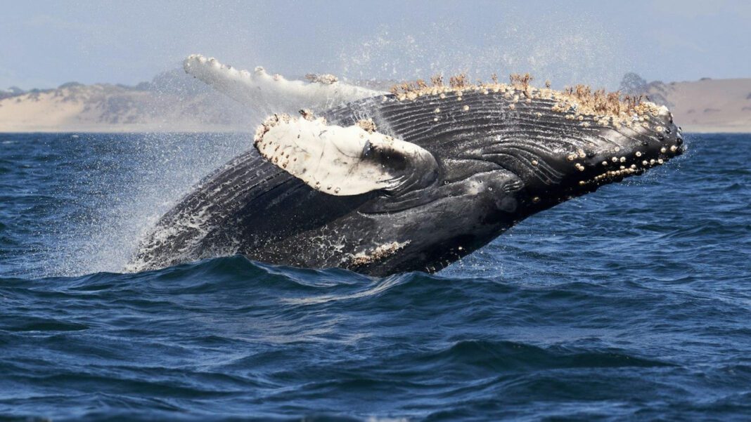 The Breathtaking Relics of Whales: Exploring the Majestic Skeletons