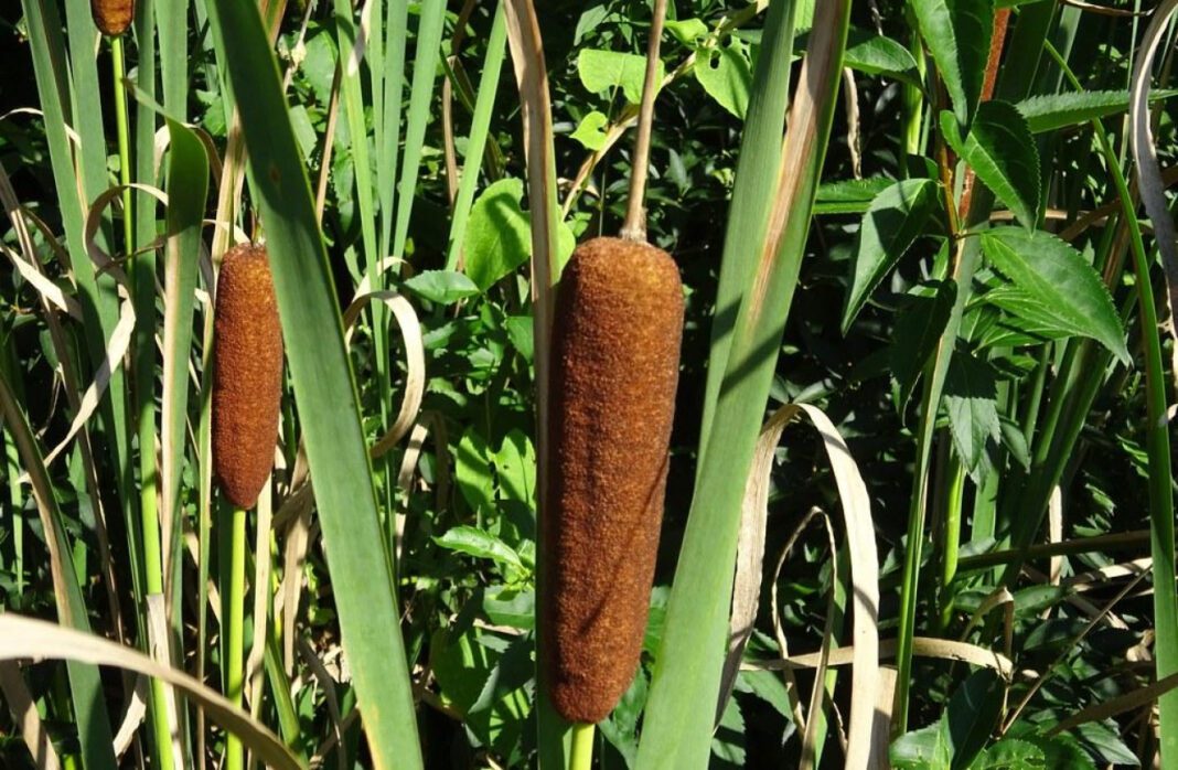 The Engrossing Insights: Decoding the Fascinating Mysteries of Cat Tails