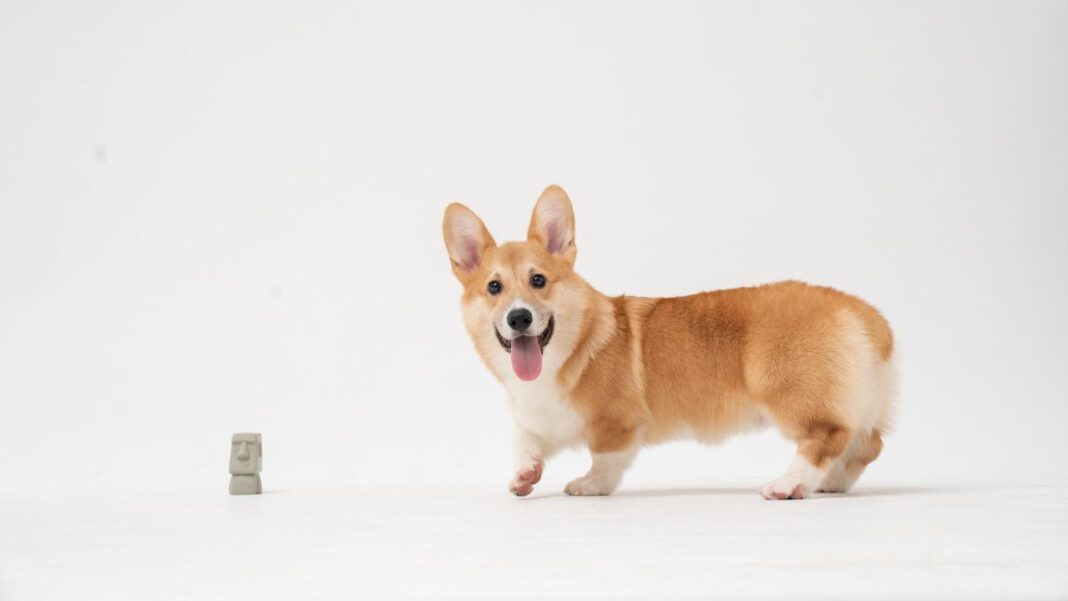 Maintaining Puppy Calm: Essential Tips for a Peaceful Pet