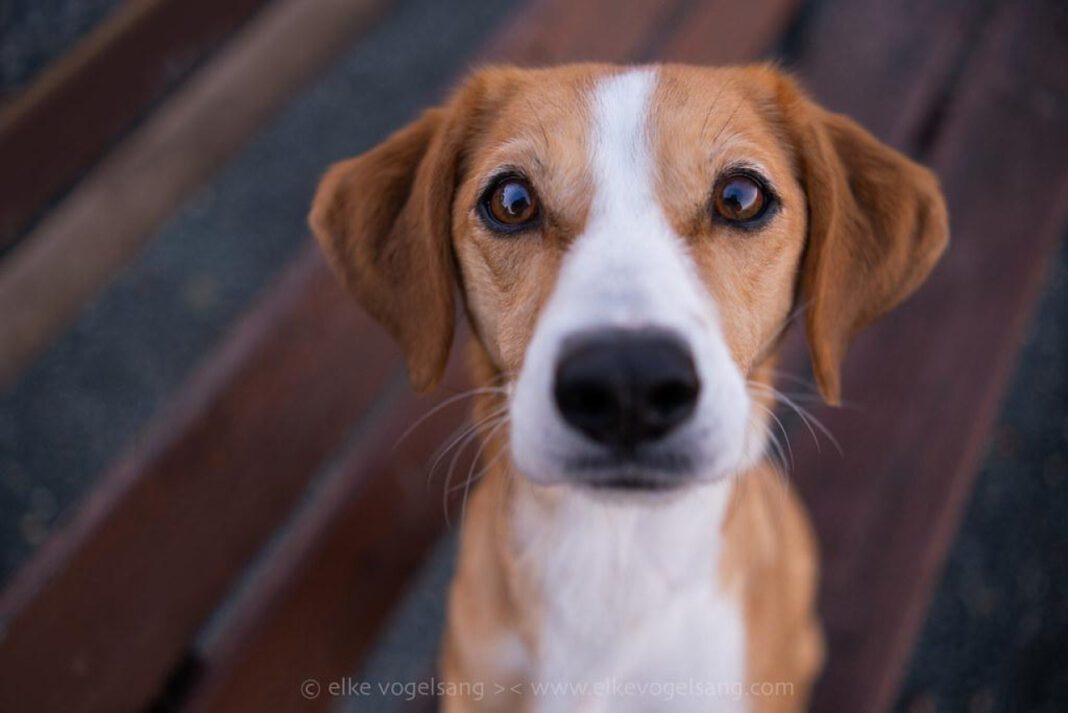 The Top 10 Best Dog Breeds That Get Along with Cats: A Comprehensive Guide