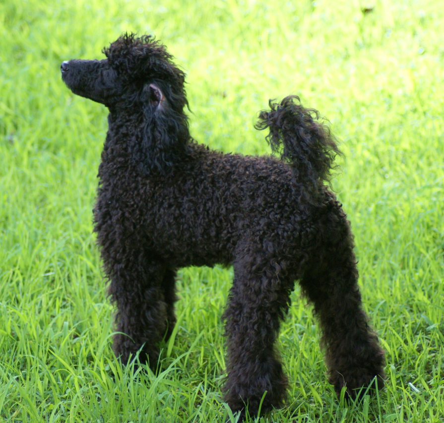 Are Poodles French? Exploring the Origins of this Popular Dog Breed