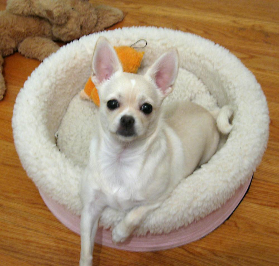 The Ultimate Guide to Caring for a 7 lb Dog: Tips and Advice