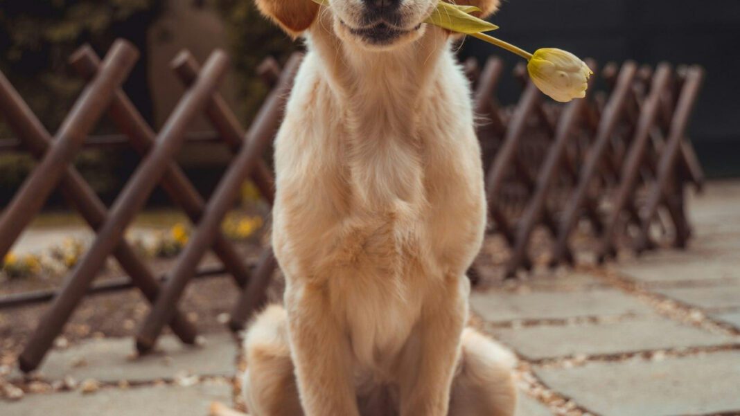 Do Dogs Like Movies? Exploring Canine Responses to Films