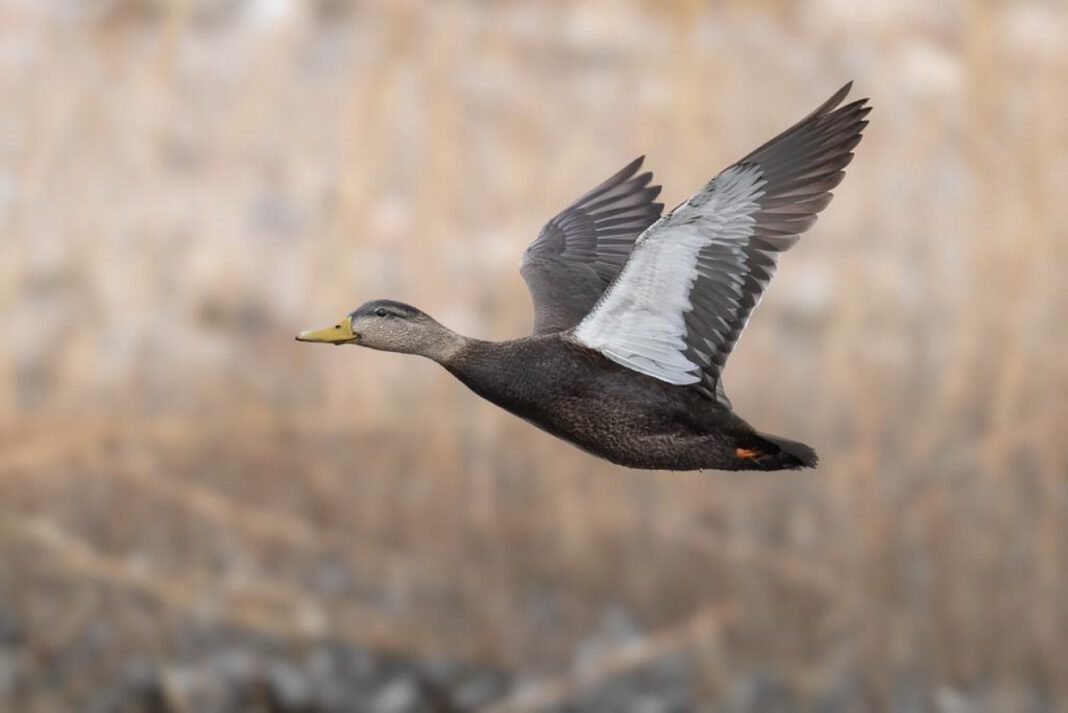 Uncover the Inspiration Behind Drake’s Famous Quotes