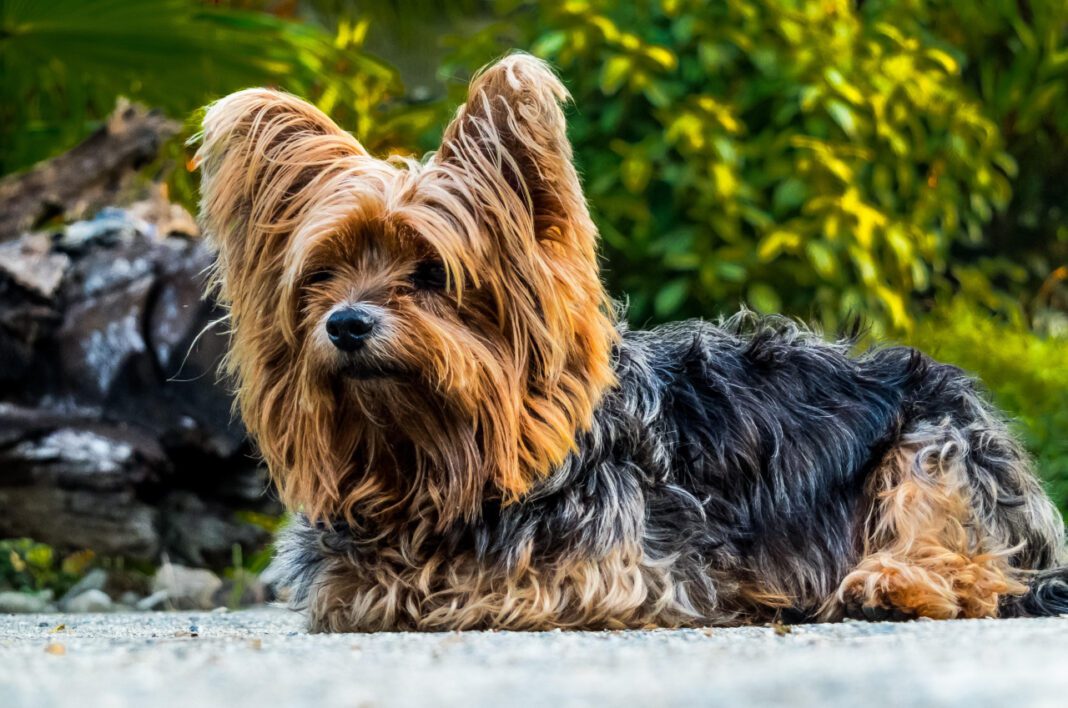 The Top Small Dog Breeds: A Detailed Guide to Finding the Perfect Pet