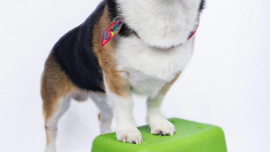 The Top 10 Most Popular Dog Names: Bella Dominates the List