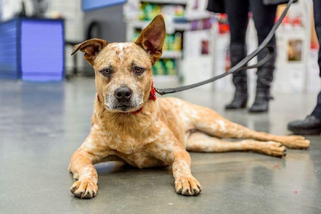 Ultimate Guide to Caring for a 100 Pound Dog: Tips and Advice