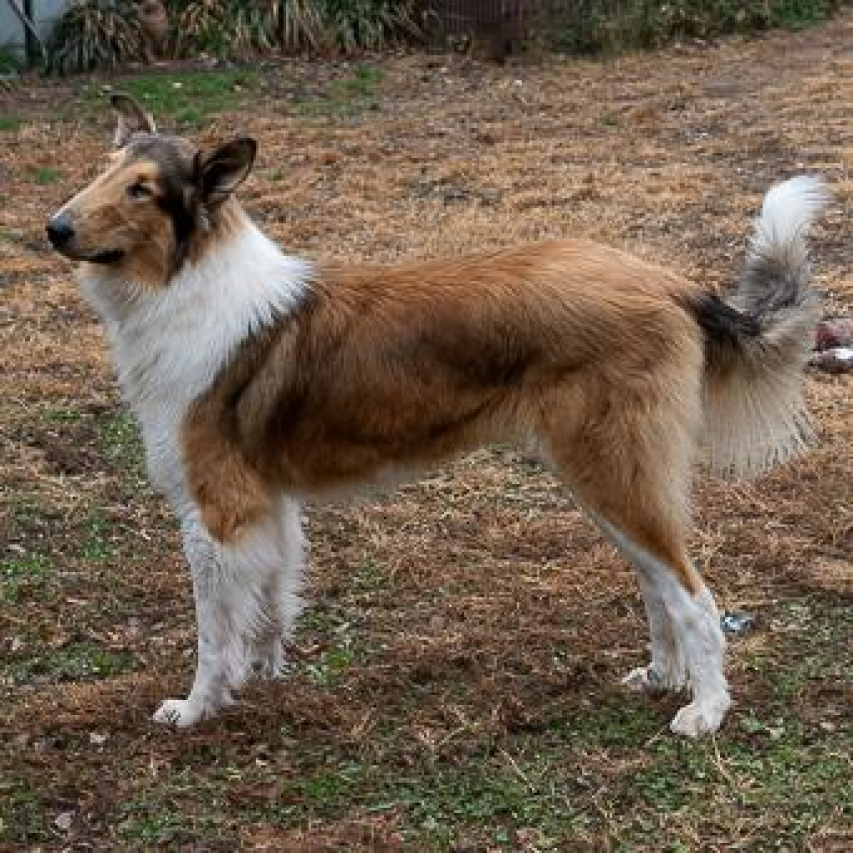 Senior-Friendly Dogs: Choosing the Perfect Companion for Older Adults