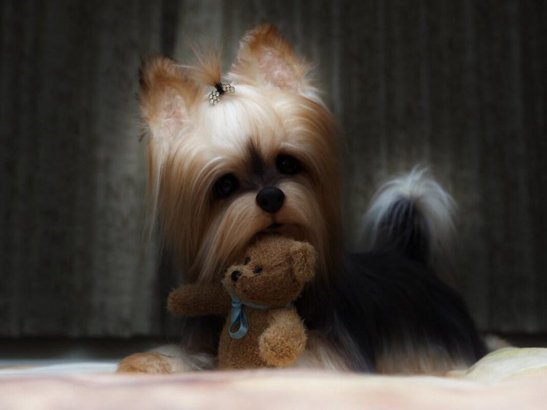 Uncovering the Detailed History of Yorkshire Terriers