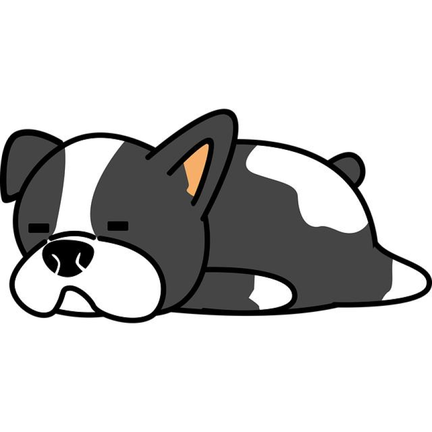 The Most Common Boston Terrier Mixes: What is a Boston Terrier Mixed With