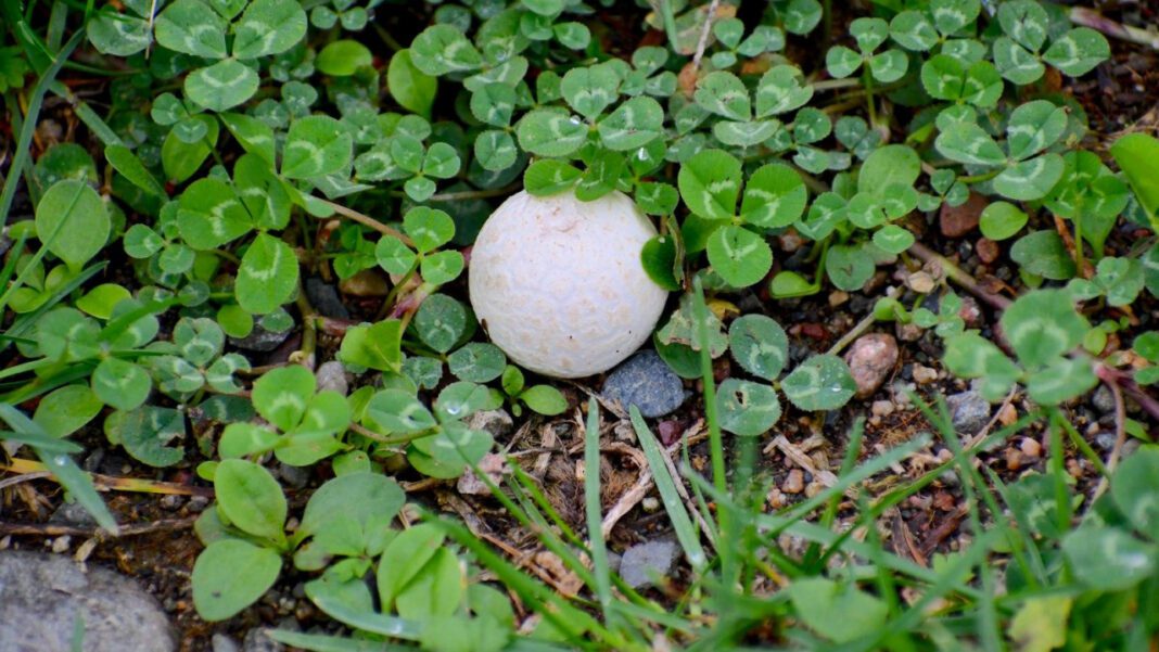 Crack into Celebration on National Crabmeat Day