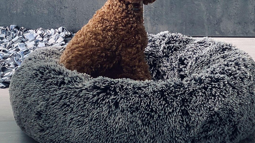 The Original Poodle: A Complete Analytical Overview