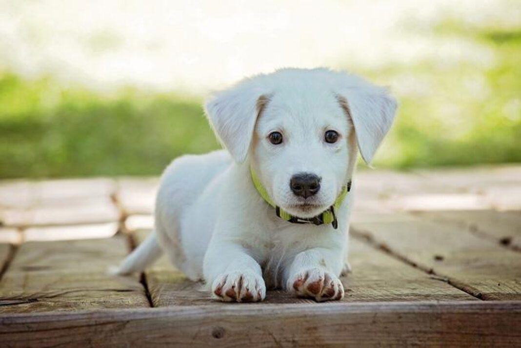 The Science of Dog Sweat: Understanding Canine Perspiration
