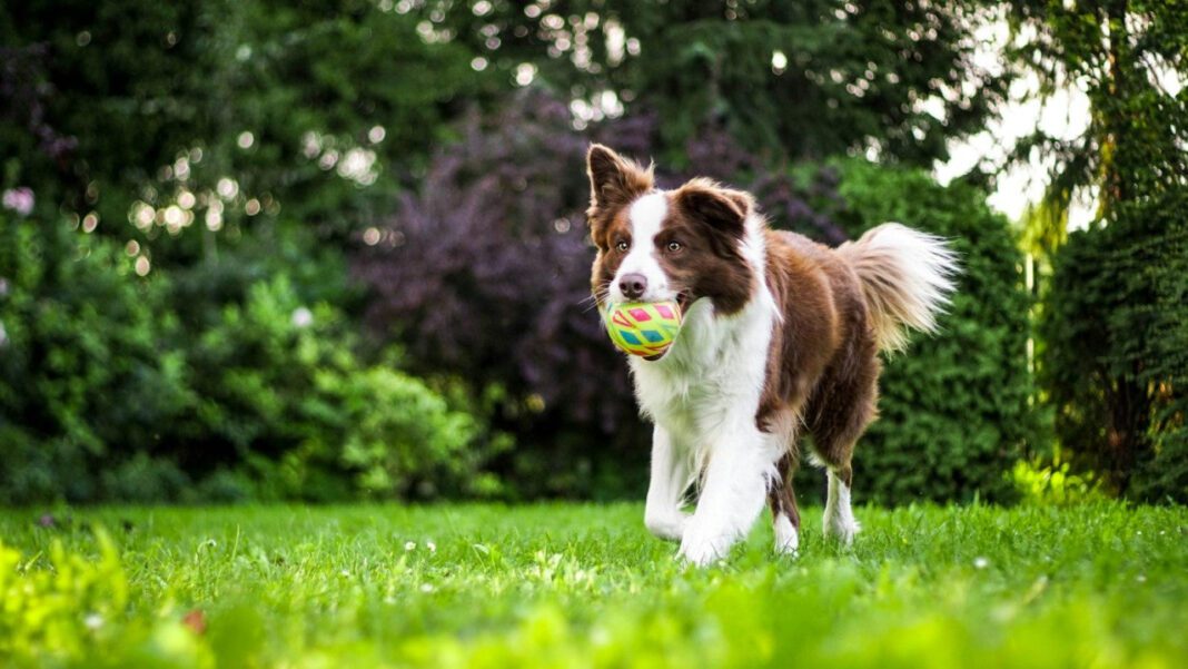The Science Behind Why Dogs Are Attracted to Salt
