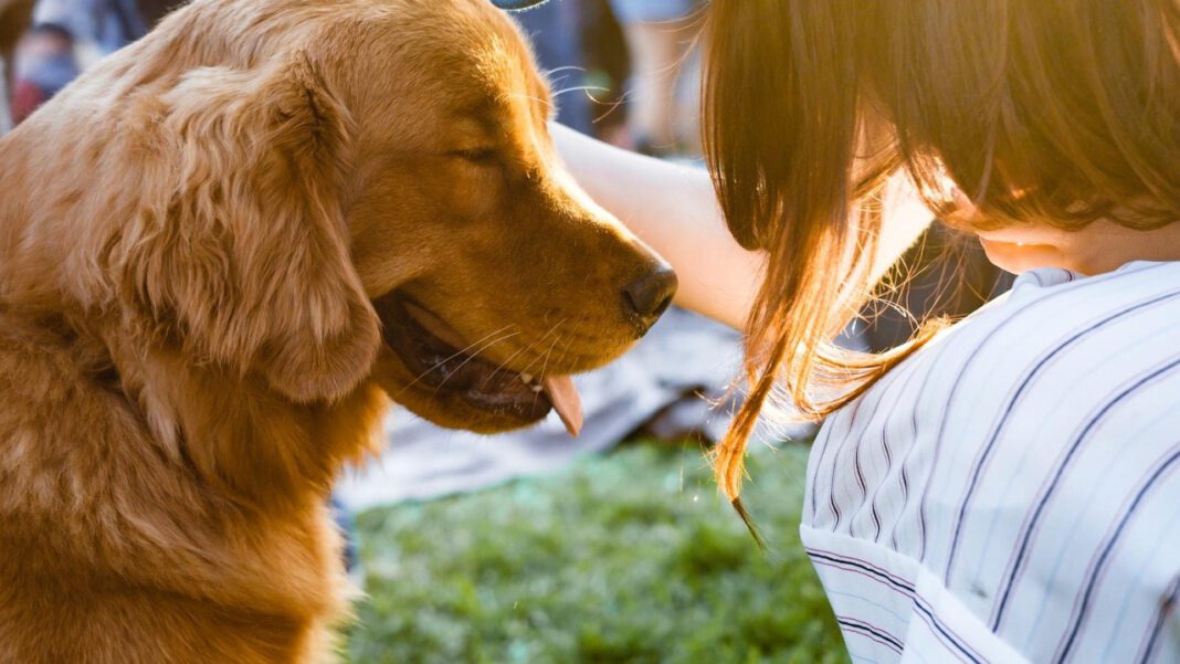 The Ultimate Guide to Dog Basketball: Rules, Training, and Tips