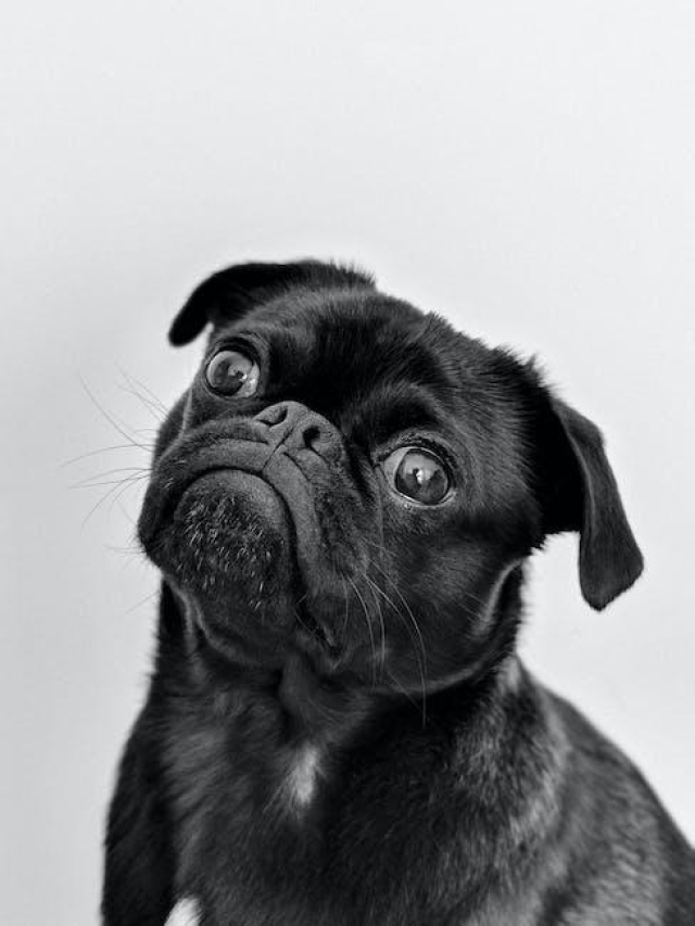 The Top 10 Most Popular Dog Breeds: An Analytical Overview