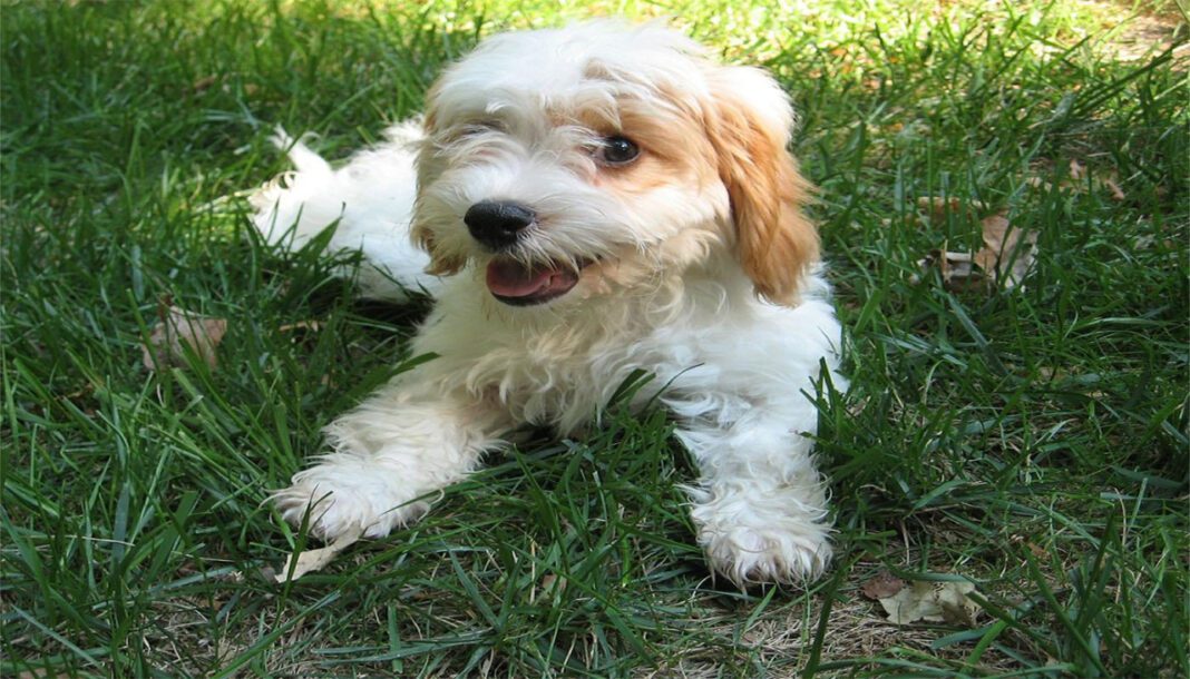 5 Best Hypoallergenic Dog Breeds for Allergy Sufferers