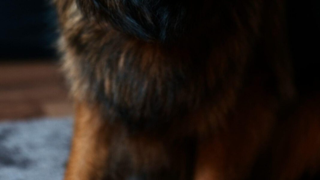 Top 10 80-100 Pound Dog Breeds for Large Breed Lovers